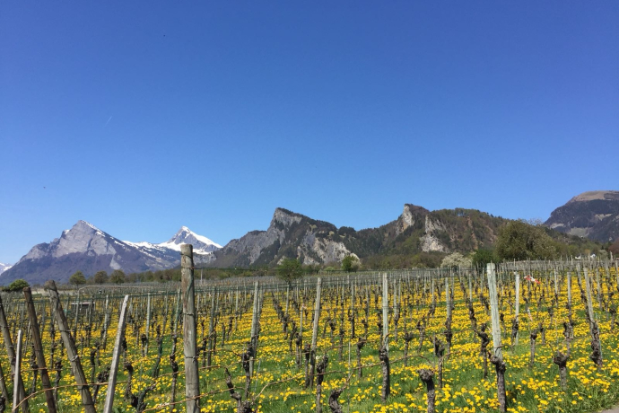 Rebberg in Jenins Rebberg in Jenins
