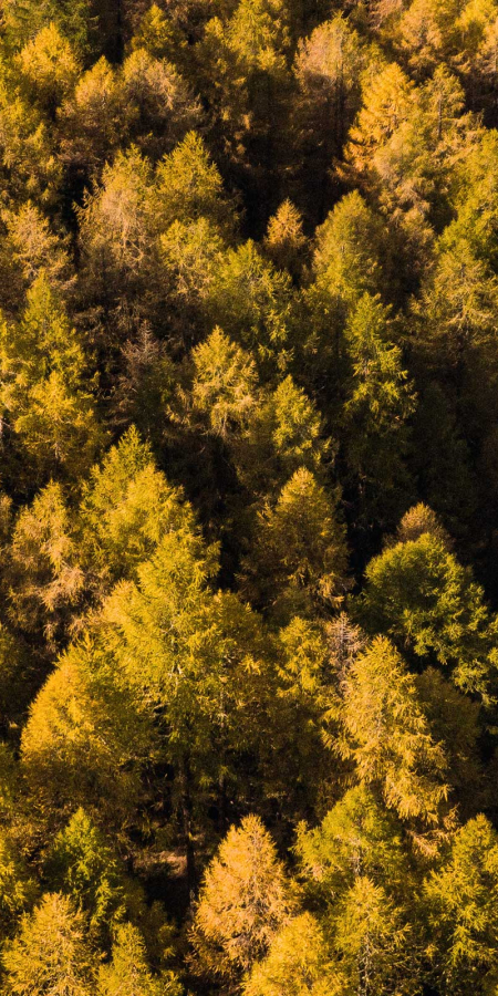 Goldene Lärchen im Engadin – herbstliches Farbspiel aus der Vogelperspektive (Foto: © Marco Hartmann) Goldgelb verfärbte Lärchen im Engadin aus der Vogelperspektive