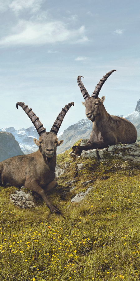 Steinböcke Gian und Giachen (Bild: © Graubünden Ferien / Jung von Matt) Steinböcke Gian und Giachen