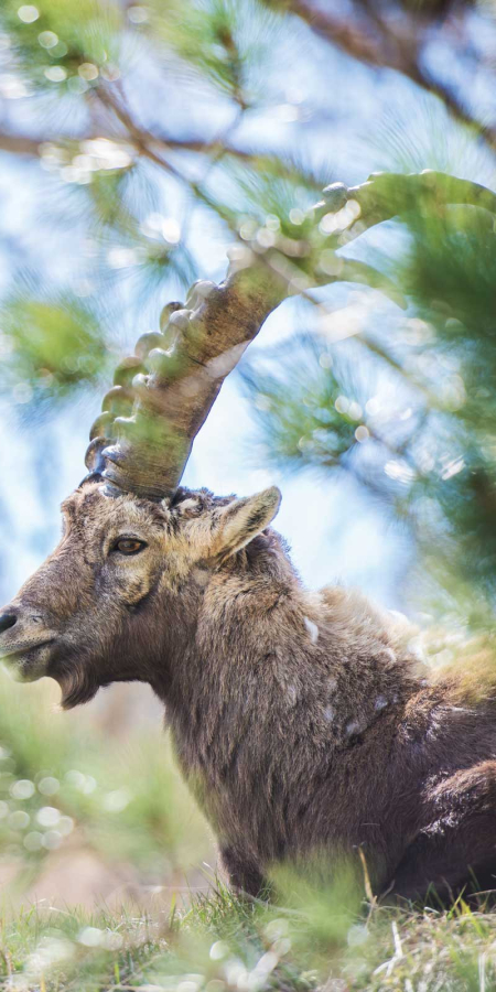 Steinbock in Pontresina (Foto: © Schweiz Tourismus, Mattias Nutt, Quelle: swiss-image.ch) Steinbock in Pontresina (Foto: © Schweiz Tourismus, Mattias Nutt, Quelle: swiss-image.ch)