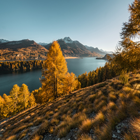 Silsersee (Foto: © Schweiz Tourismus / Andreas Gerth) Silsersee (Foto: © Schweiz Tourismus / Andreas Gerth)