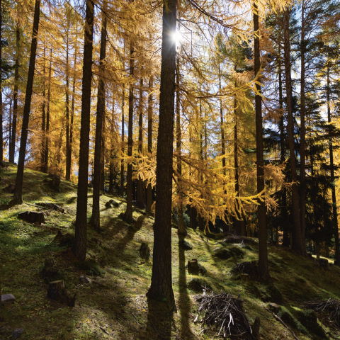 Goldene Lärchen tauchen die herbstliche Val Müstair in warmes Licht (Foto: © Nico Schaerer) Herbstlich goldgelb verfärbte Lärchen in einem Wald der Val Müstair