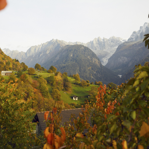 Herbstlandschaft im Bergell (Foto: © Schweiz Tourismus / Giglio Pasqua) Herbstlandschaft im Bergell