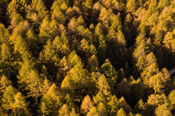 Goldene Lärchen im Engadin – herbstliches Farbspiel aus der Vogelperspektive (Foto: © Marco Hartmann) Goldgelb verfärbte Lärchen im Engadin aus der Vogelperspektive