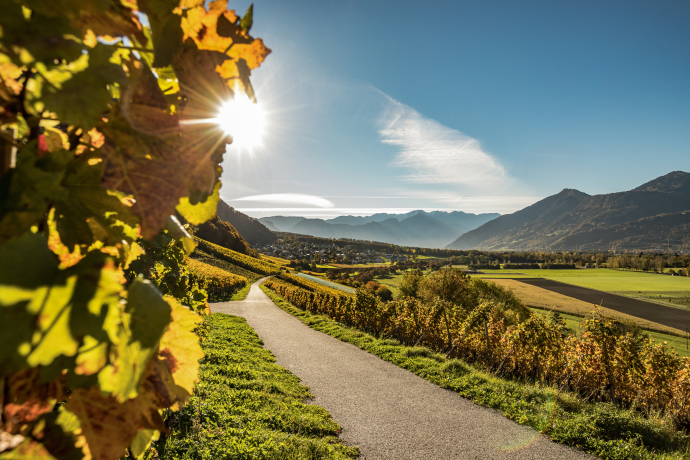 Rebberge vor der Büdner Herrschaft (Foto: © Switzerland Tourism / Tina Sturzenegger) Rebberge vor der Büdner Herrschaft