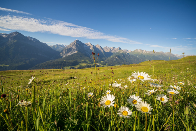Wiesenblumen und Berglandschaft im Unterengadin (Foto: © Dominik Täuber) Wiesenblumen und Berglandschaft im Unterengadin