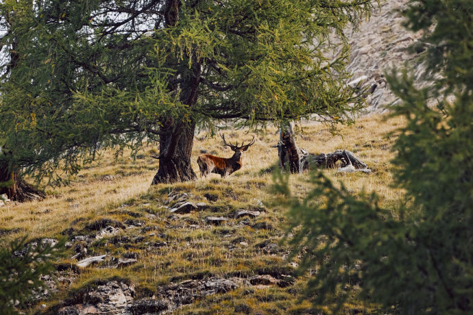 Rothirschbrunft im Nationalpark (Foto: © Schweiz Tourismus / Colin Frei) Kapitaler Rothirsch während der Brunftzeit im Schweizerischen Nationalpark