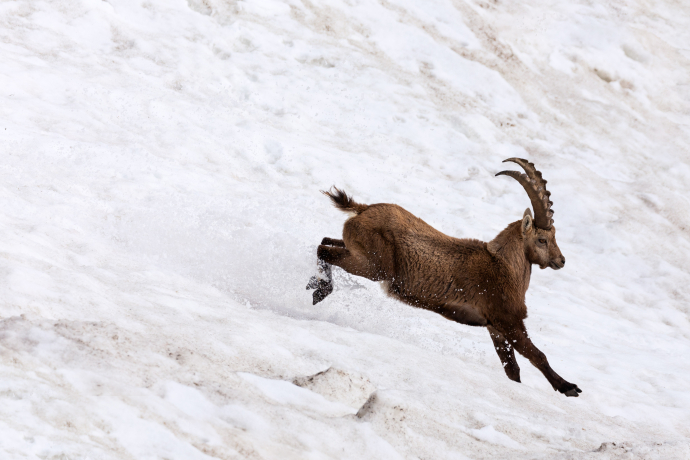 Steinbock im Schnee Steinbock im Schnee