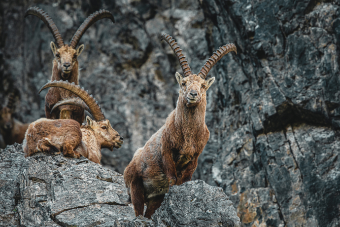 Majestic ibex in their natural habitat – roaming the mountains of Graubünden (© Veit Fritz) A group of Alpine ibex standing and resting on rocks in Graubünden, with a steep cliff behind