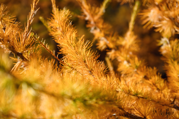 Lassen Sie den Blick über die Wipfel der Lärchen des Engadins schweifen (Foto: © Engadin Tourismus AG / Gian Giovanoli) Nahaufnahme einer Lärche im Herbst
