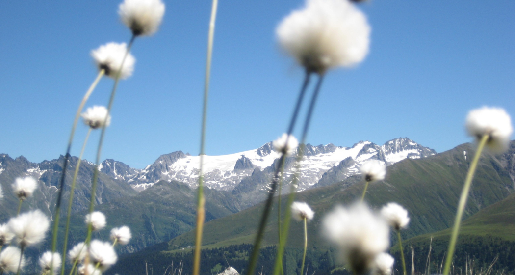 Alp Caschlé mizt Piz Medel Alp Caschlé mizt Piz Medel