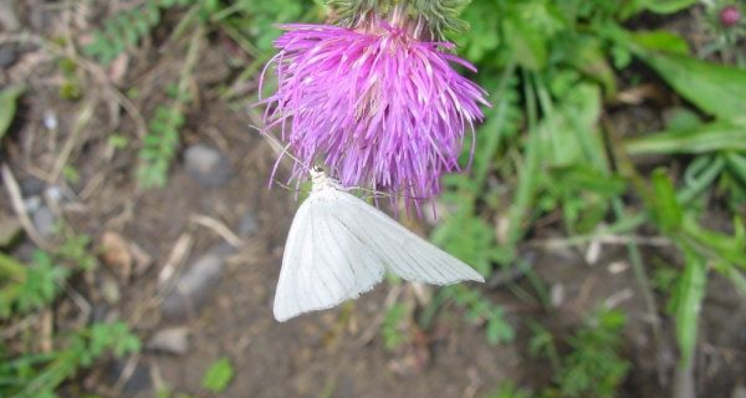 Schönheiten am Weg: Blumen, Insekten Schönheiten am Weg: Blumen, Insekten