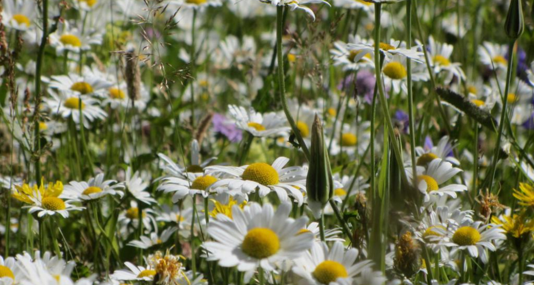 Margeriten Margeriten