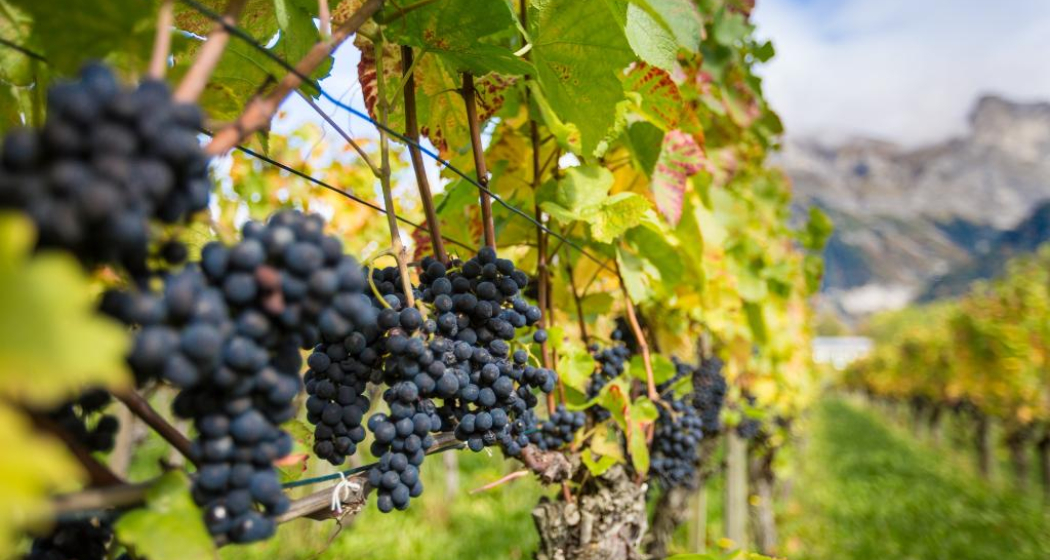 Die Bündner Herrschaft ist bekannt für den hervorragenden Wein. Die Bündner Herrschaft ist bekannt für den hervorragenden Wein.