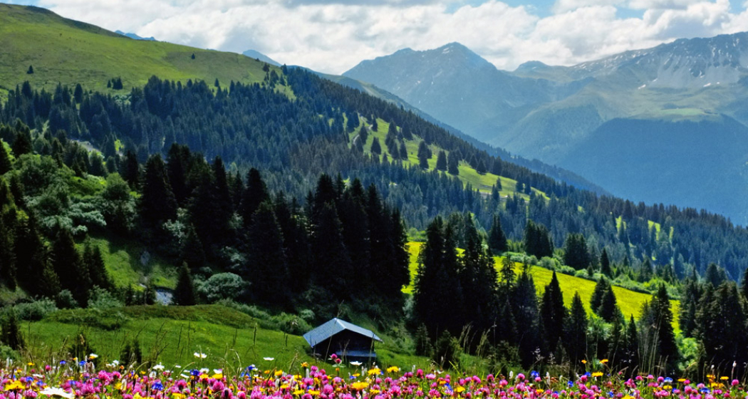 Herrliche Blumenwiese im Schanfigg Herrliche Blumenwiese im Schanfigg