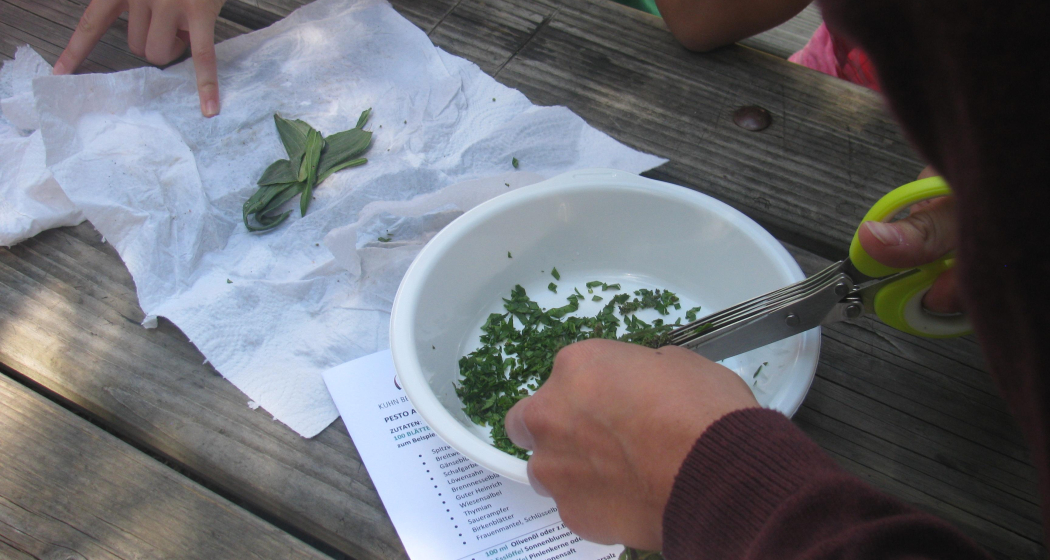 Wildkräuter kennen lernen und Pesto herstellen mit Rosemarie Kuhn (gdl_849417261_image) Wildkräuter kennen lernen und Pesto herstellen mit Rosemarie Kuhn (gdl_849417261_image)