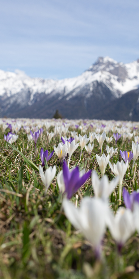 Krokusse im Unterengadin