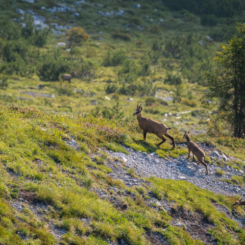 Auf der Suche nach den «Big Five» der Alpen